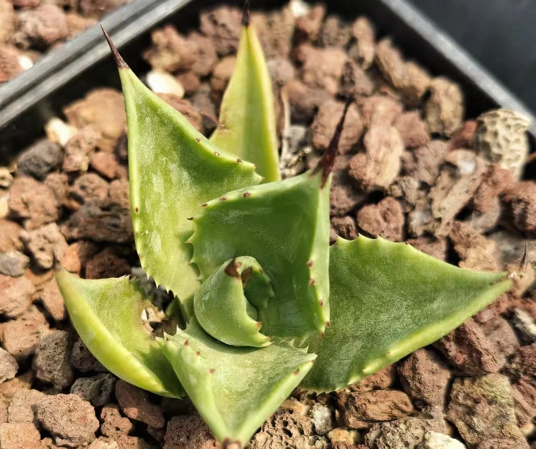 plant Aeonium Echeveria Haworthia  Caudex  Lithops Cactus  Agave 