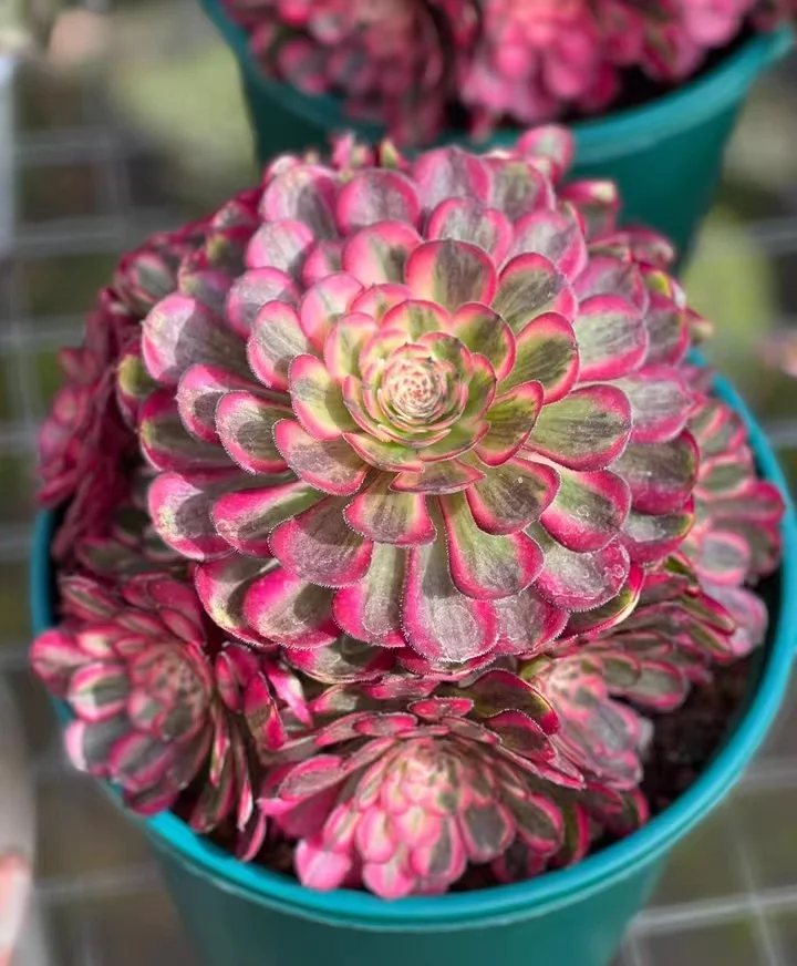617 . White moonlight  cluster 15-18cm 8 heads/ Aeonium /Succulent plants / Garden landscape / Carefully select healthy plants