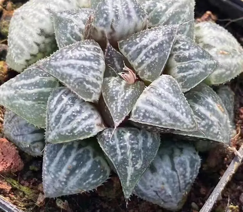 plant Aeonium Echeveria Haworthia  Caudex  Lithops Cactus  Agave 