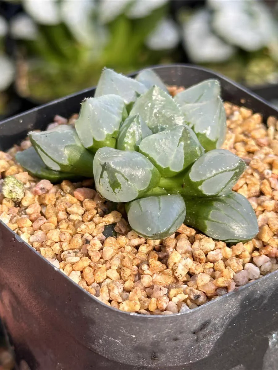 plant Aeonium Echeveria Haworthia  Caudex  Lithops Cactus  Agave 