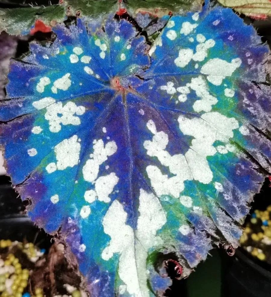 Christmas Carnival Begonia Seeds