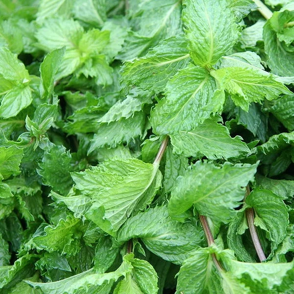🔥Last Day Promotion 55% OFF-Spearmint Seeds