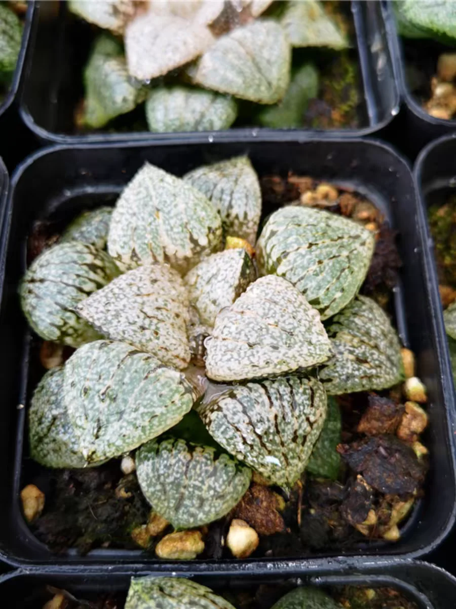 plant Aeonium Echeveria Haworthia  Caudex  Lithops Cactus  Agave 