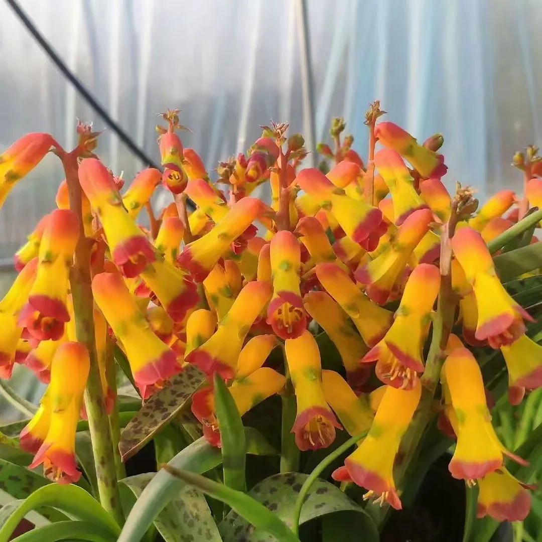 plant Aeonium Echeveria Haworthia  Caudex  Lithops Cactus  Agave 