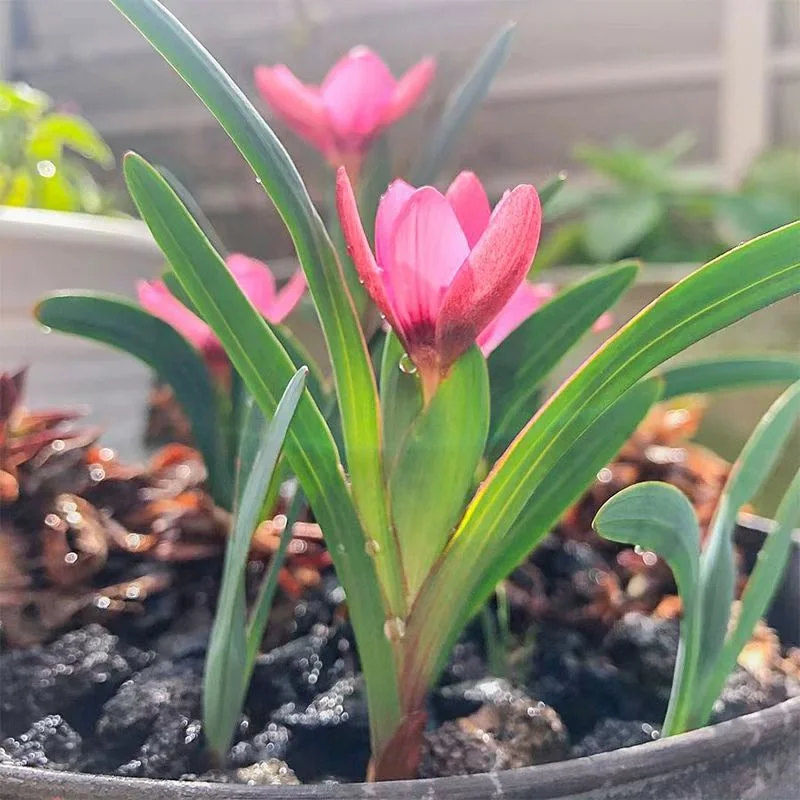 plant Aeonium Echeveria Haworthia  Caudex  Lithops Cactus  Agave 