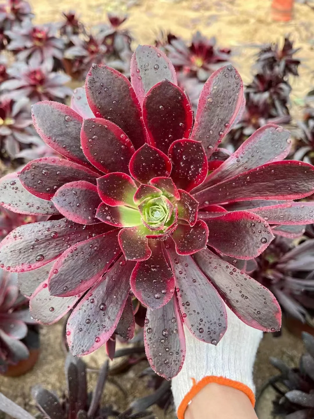 294. Canary  single head and cutting  / Aeonium plants / Garden landscape / Carefully select healthy plants