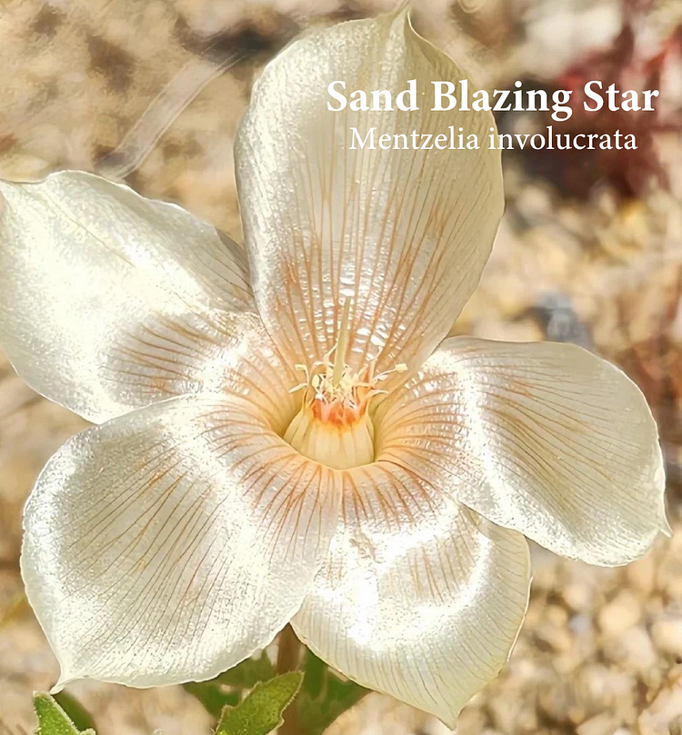 Sand Blazing Star Seeds