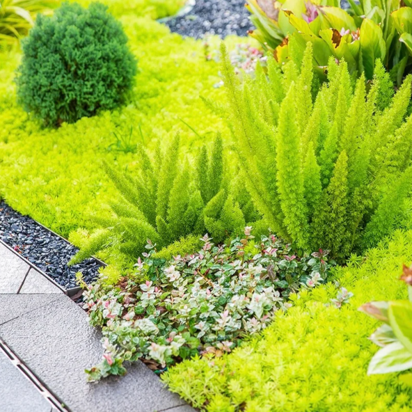 🌿Sedum Lineare—Perfect Lawn