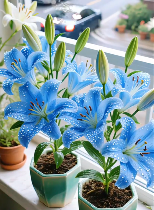 Double-petaled bicolor fragrant lily Bulbs—Fresh and Sweet