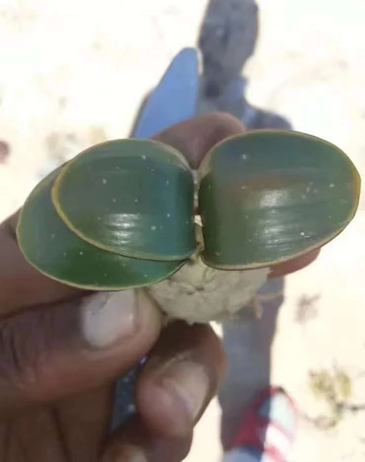 plant Aeonium Echeveria Haworthia  Caudex  Lithops Cactus  Agave 