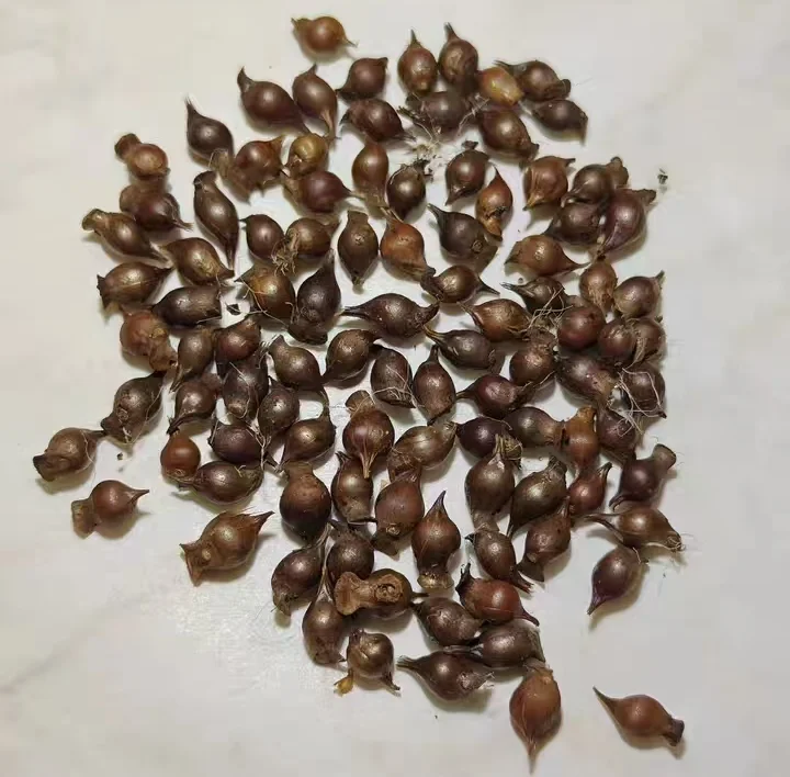 plant Aeonium Echeveria Haworthia  Caudex  Lithops Cactus  Agave 