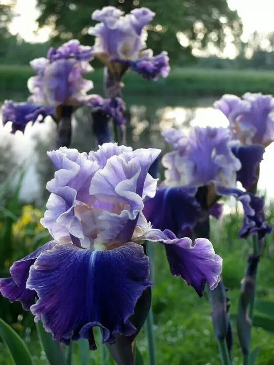 Purple Iris Seeds