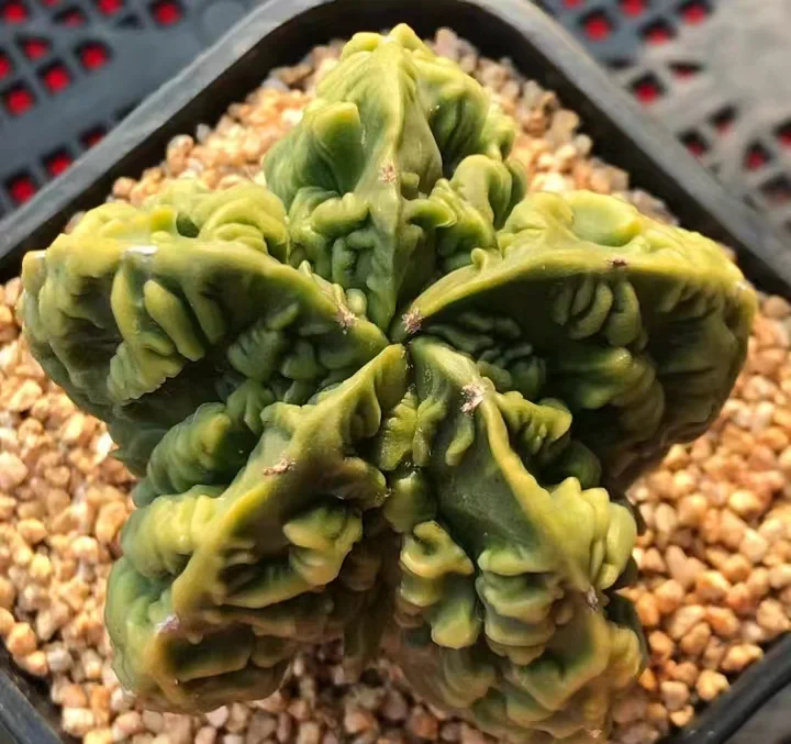 599. Astrophytum myriostigma.  has roots 4-5cm /Cactus plants /Succulent plants /  Garden landscape / Carefully select healthy plants