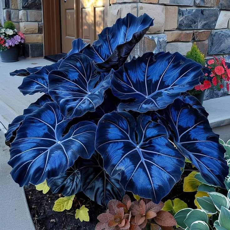 Blue Lightning-Giant Alocasia Bulbs🍃Transform Your Space with Tropical Majesty