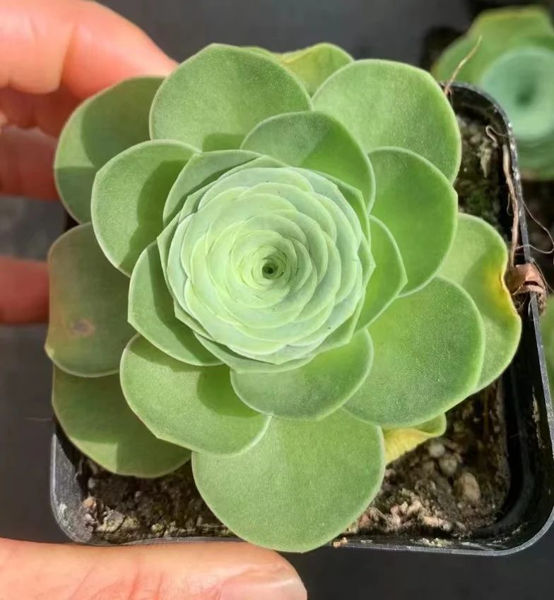 plant Aeonium Echeveria Haworthia  Caudex  Lithops Cactus  Agave 