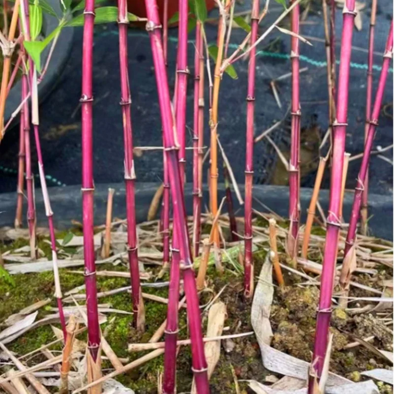 Rare Purple Cold Bamboo