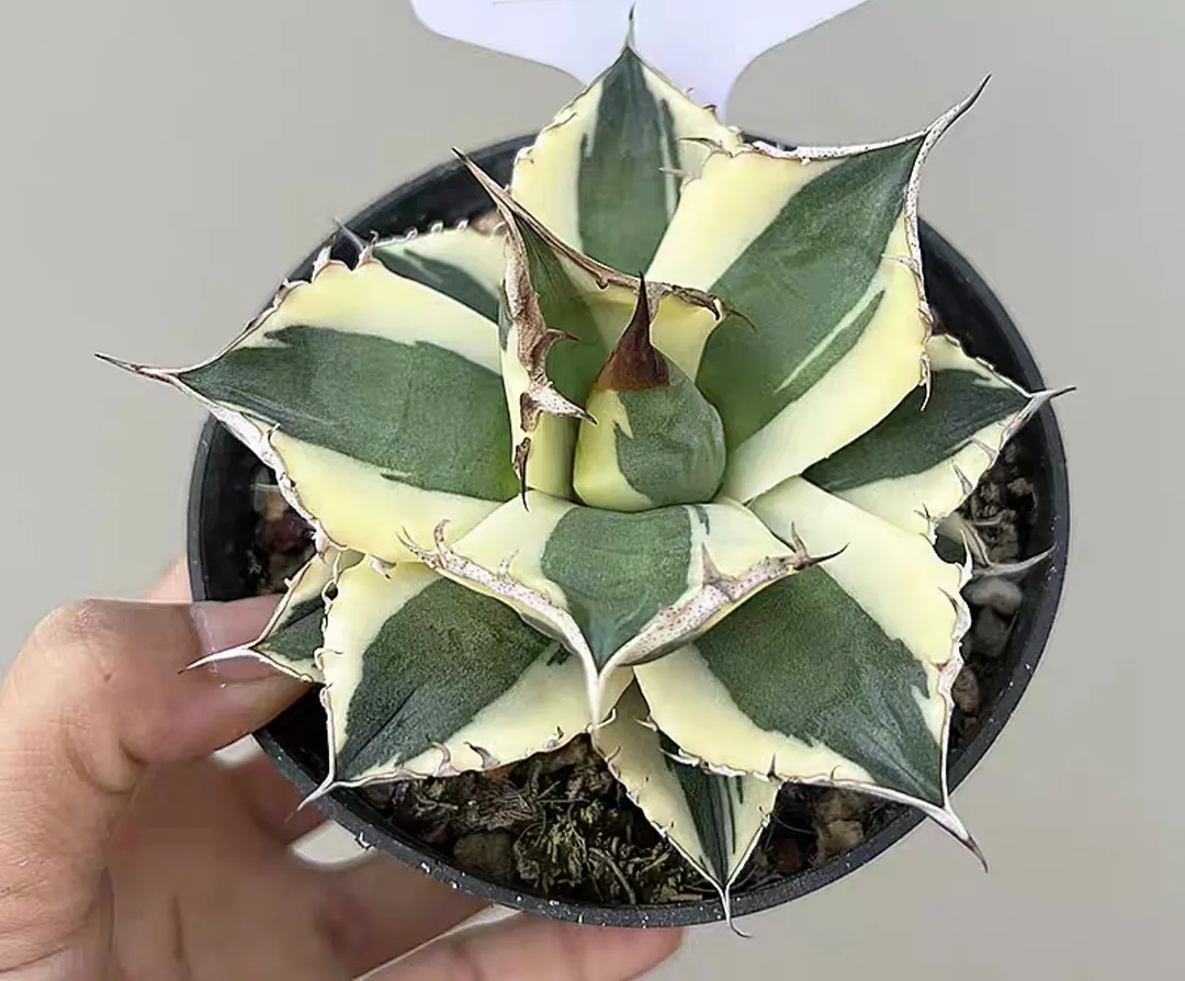plant Aeonium Echeveria Haworthia  Caudex  Lithops Cactus  Agave 