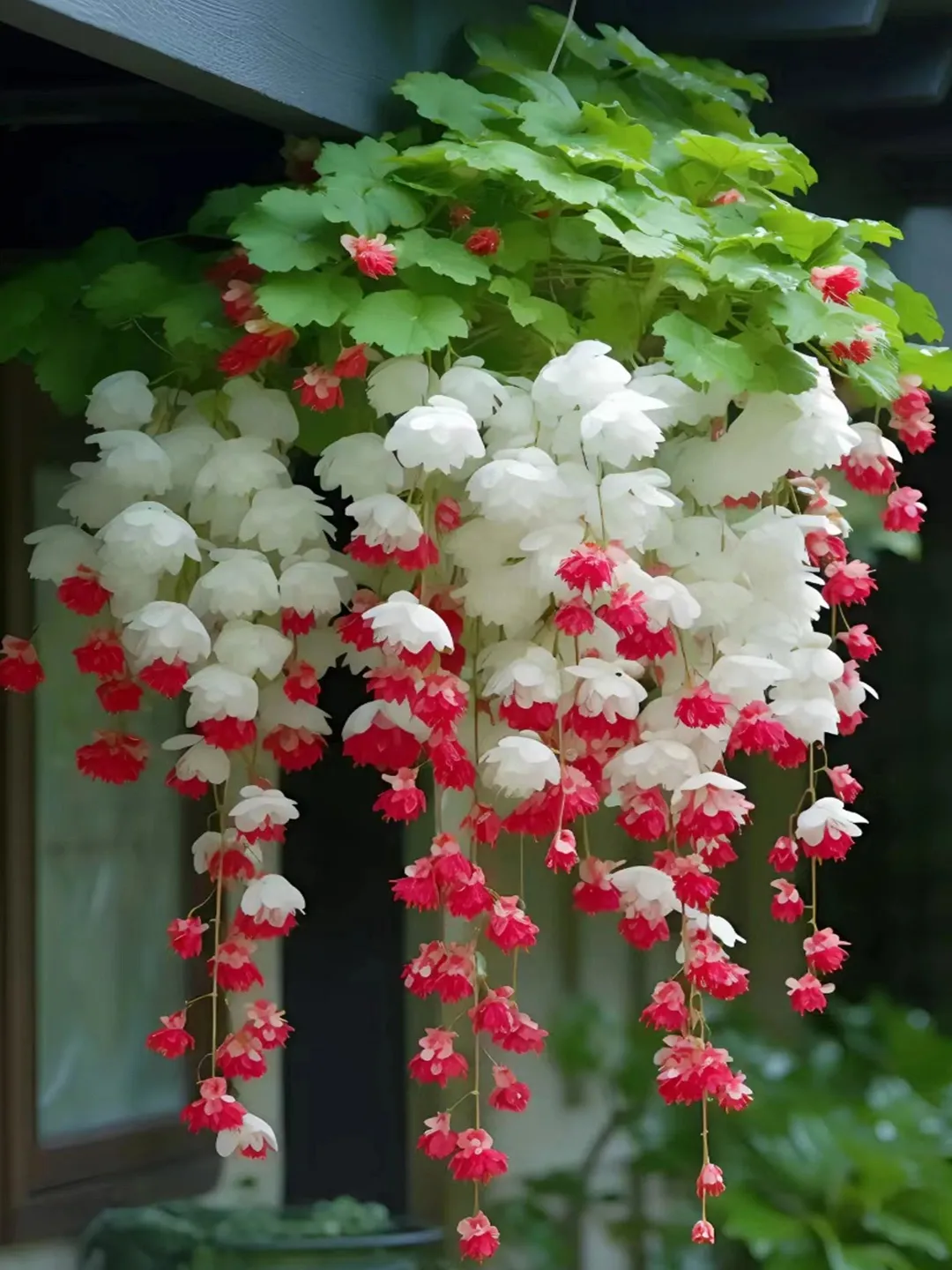 Weeping Begonia flower Seeds