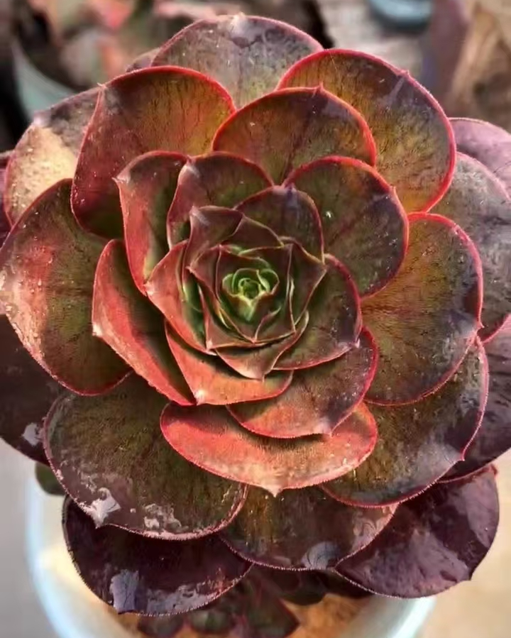 plant Aeonium Echeveria Haworthia  Caudex  Lithops Cactus  Agave 