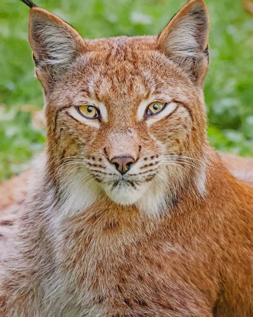 

Lynx – Paint By Numbers - 40*50CM, 501 Original
