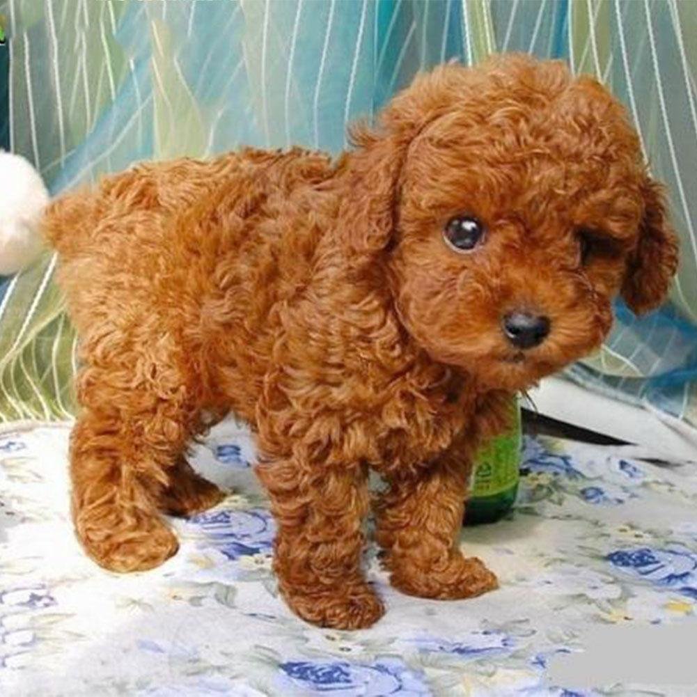 echo li realistic teddy dog