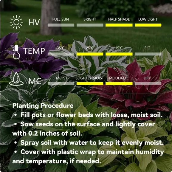 Rate Hosta 🍃Rare Hosta Seeds🌿Survival rate of up to 95%