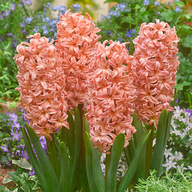 Mixed Color Hyacinth Seeds