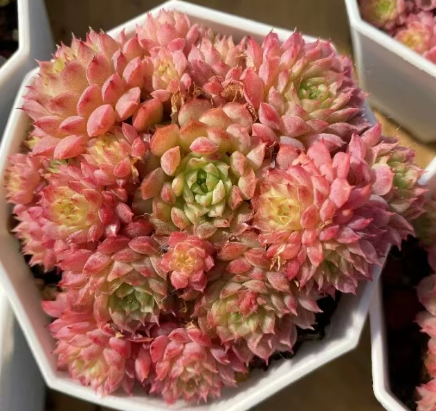 704 .   pink pium  4-5cm cluster / Echeveria / Succulent plants / Garden landscape / Carefully select healthy plants