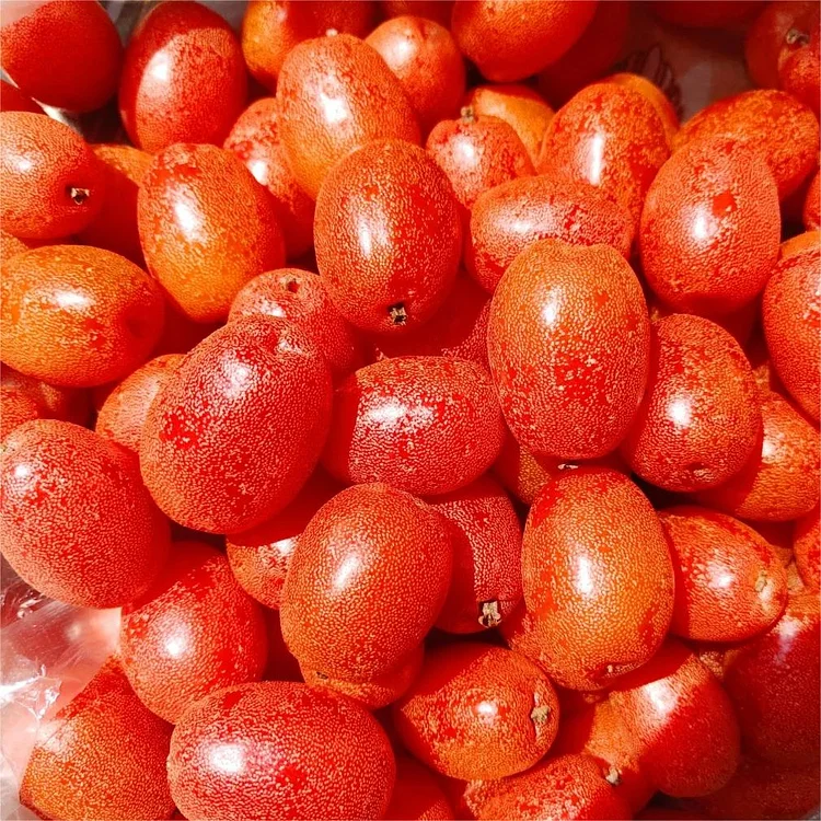 Denseflower Elaeagnus Fruit Seeds