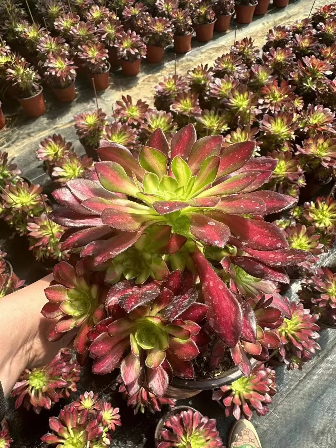 plant Aeonium Echeveria Haworthia  Caudex  Lithops Cactus  Agave 