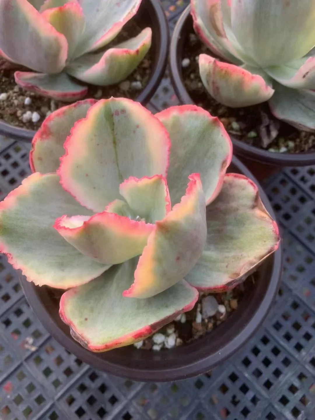 754.  Tornado variation  single  head  6-8cm / Echeveria / Succulent plants / Garden landscape / Carefully select healthy plants