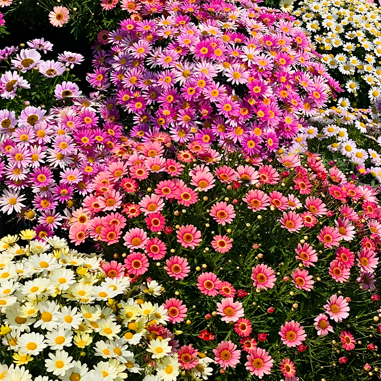 Pyrethrum Seeds Mixed Colors
