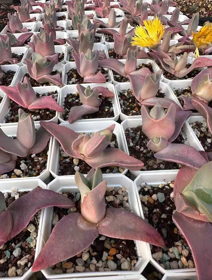 plant Aeonium Echeveria Haworthia  Caudex  Lithops Cactus  Agave 