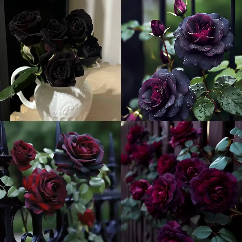 Black Baccara Seeds