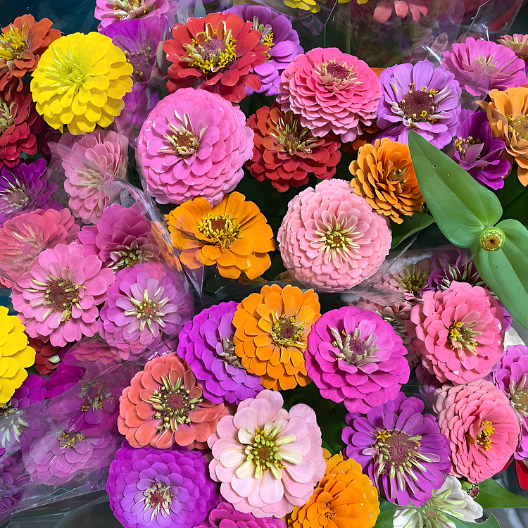 Last Day 60% OFF-🌼 DOUBLE ZINNIA MIXED COLOR SEEDS- 98% Germination