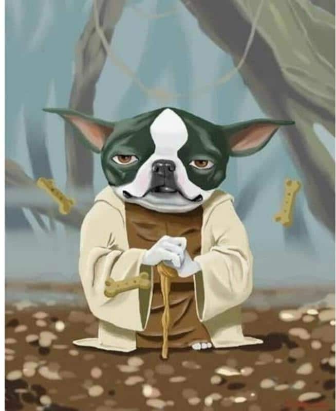 

Boston Terrier – Paint By Numbers - 40*50CM, 501 Original