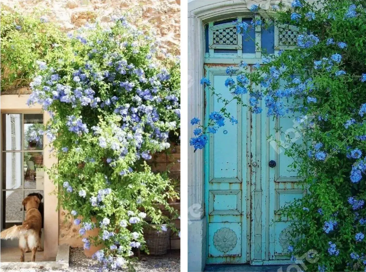 Blue Plumbago Flower Seeds - Blue Gem in the Garden