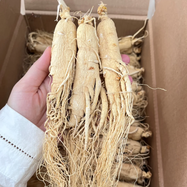 Precious Ginseng Seeds  Herbaceous Perennial