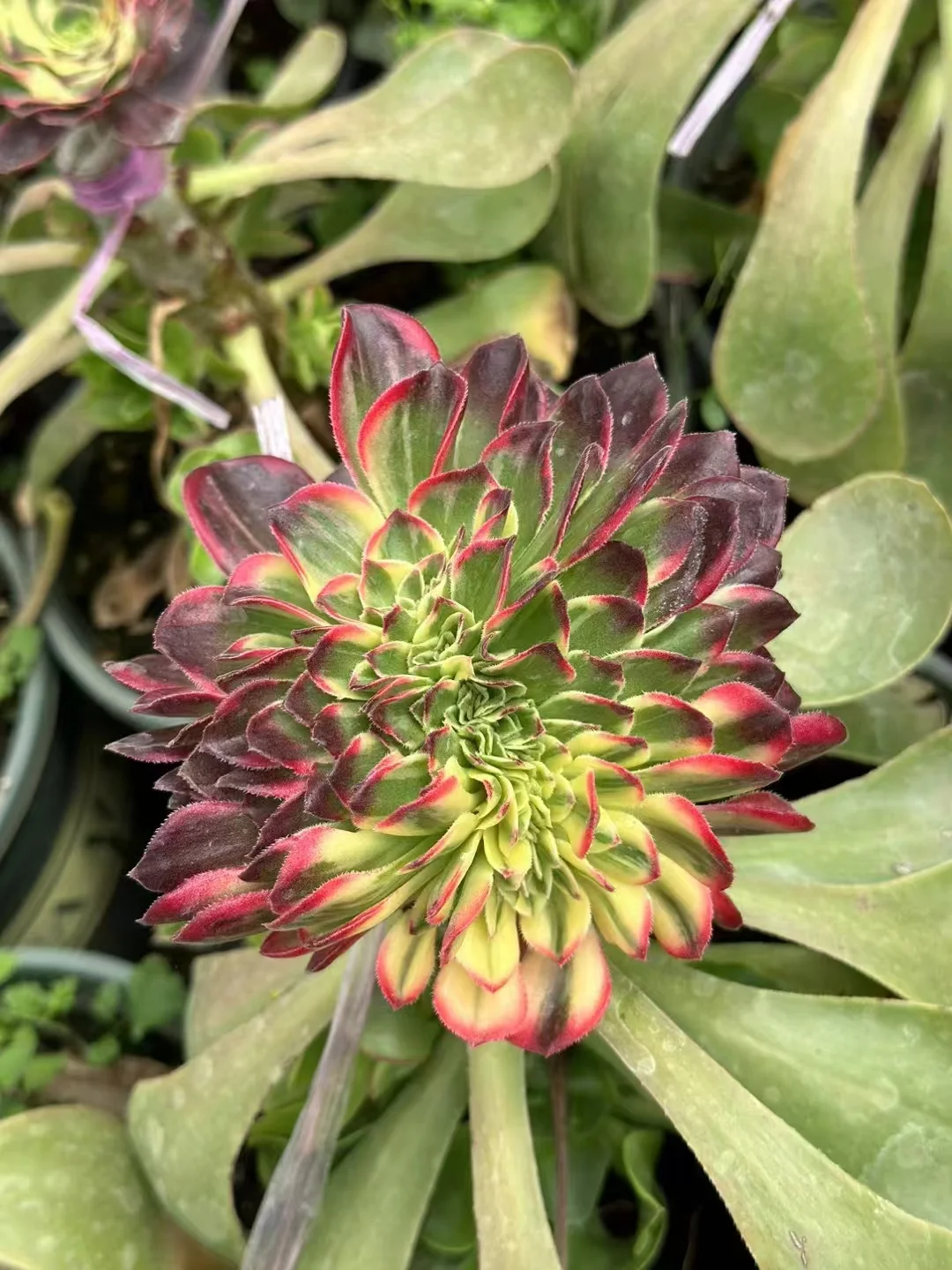 1007.Halloween var, kaleidoscope crested cutting 5cm /Aeonium plants / Aeonium crested/Garden landscape / Carefully select healthy plants
