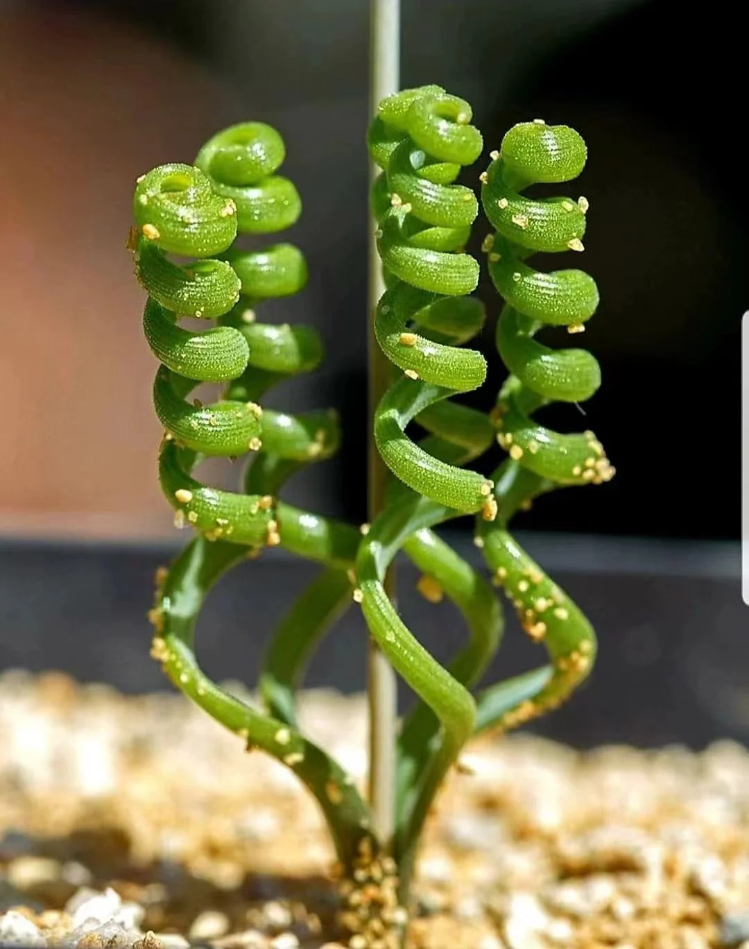 813. Albucabruce-bayeri / Caudex  / Succulent plants / Garden landscape / Carefully select healthy plants