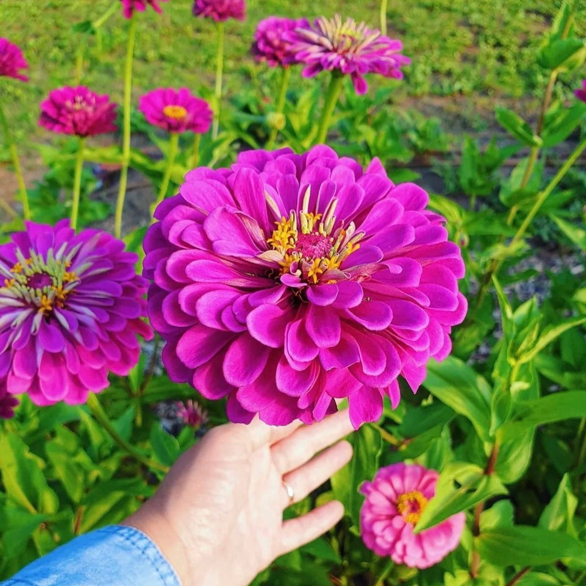 Zinnia Elegans Violet Queeny Flower | X 50 Seeds