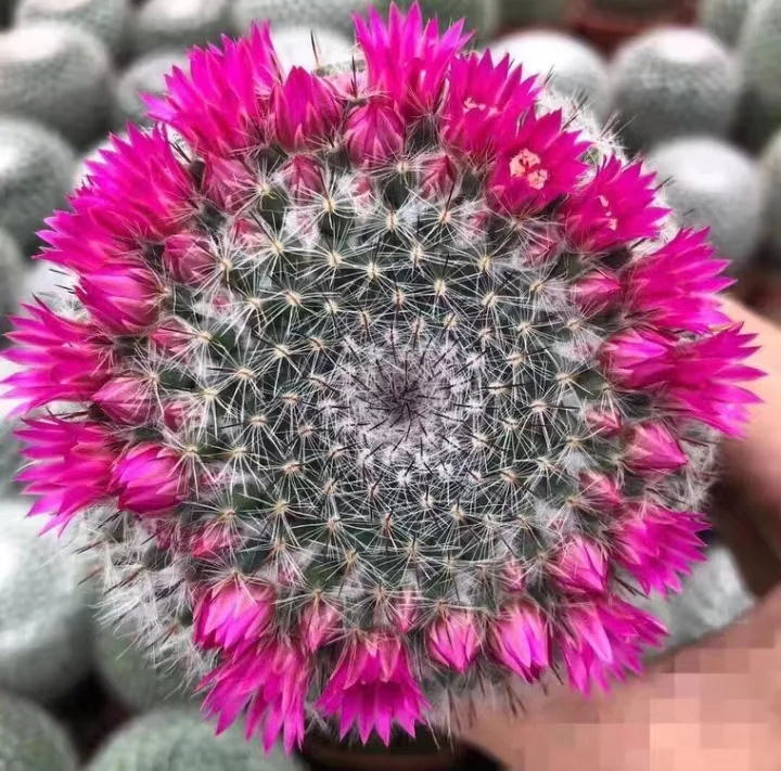 631.  yu weng /Cactus plants / Succulent plants/Garden landscape / Carefully select healthy plants
