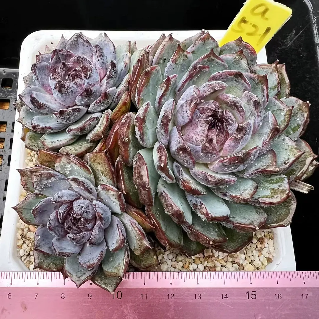 plant Aeonium Echeveria Haworthia  Caudex  Lithops Cactus  Agave 