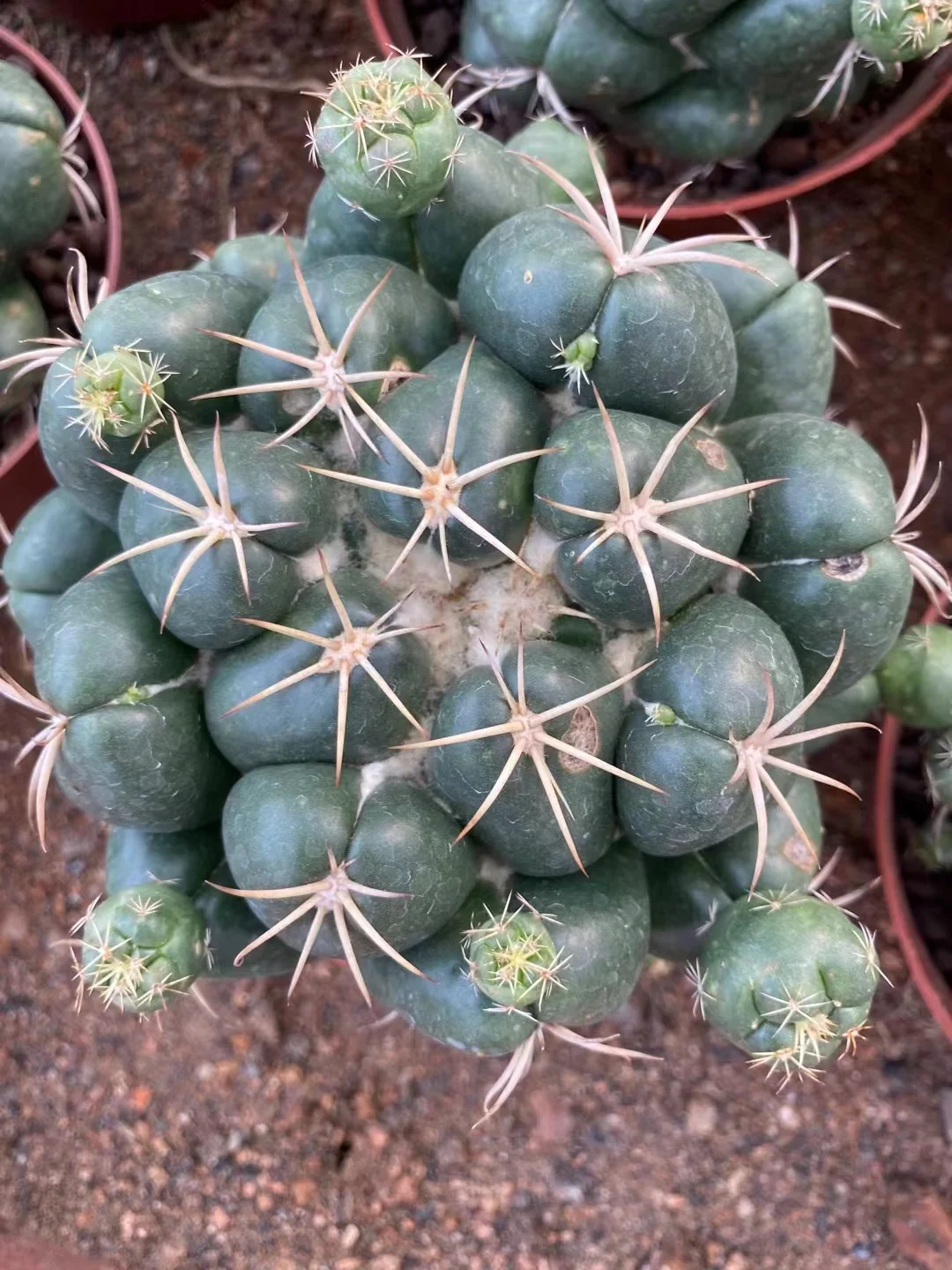 plant Aeonium Echeveria Haworthia  Caudex  Lithops Cactus  Agave 