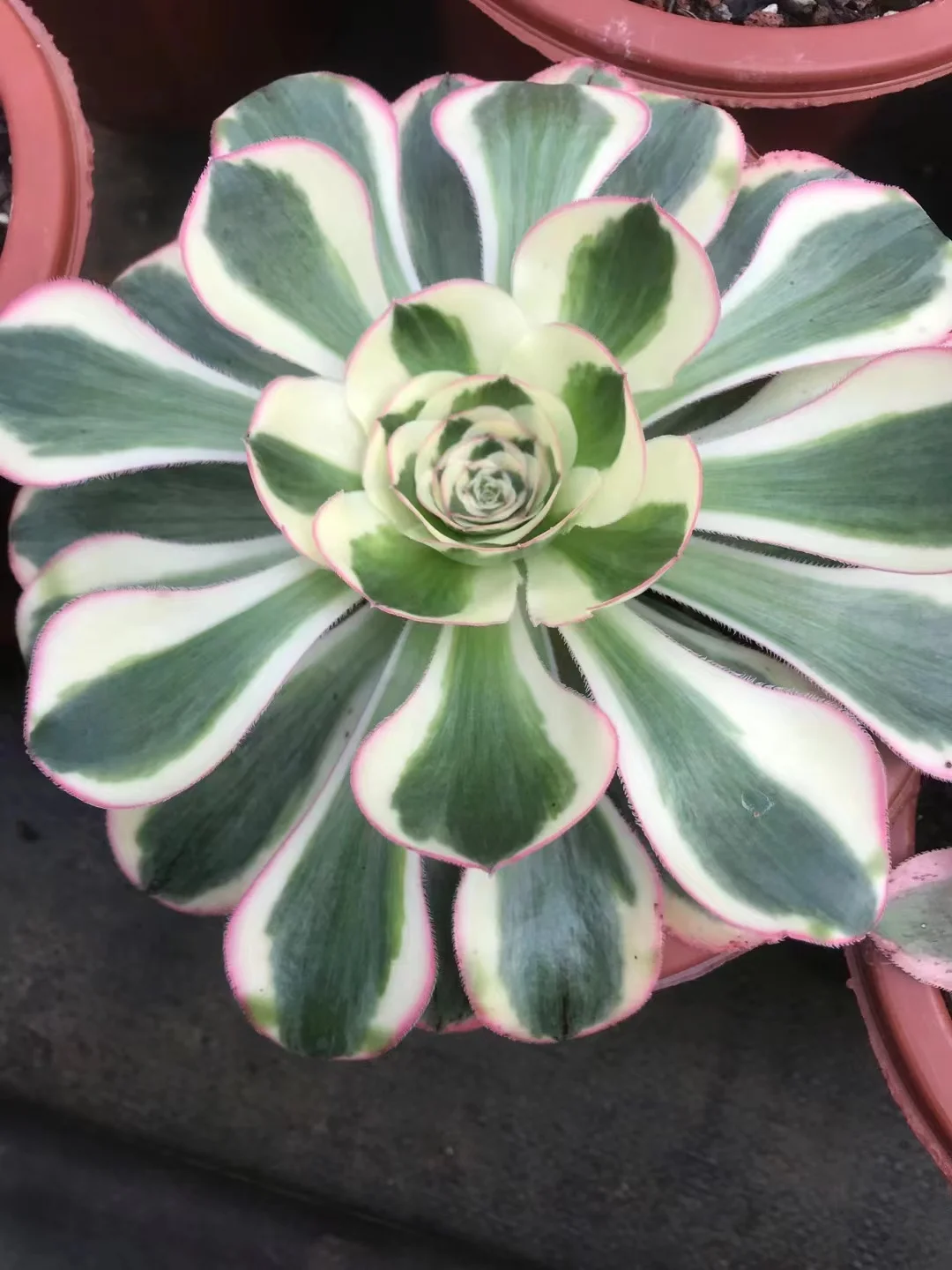 plant Aeonium Echeveria Haworthia  Caudex  Lithops Cactus  Agave 