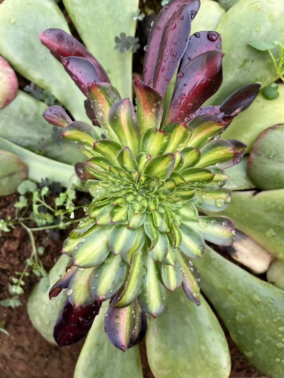 plant Aeonium Echeveria Haworthia  Caudex  Lithops Cactus  Agave 