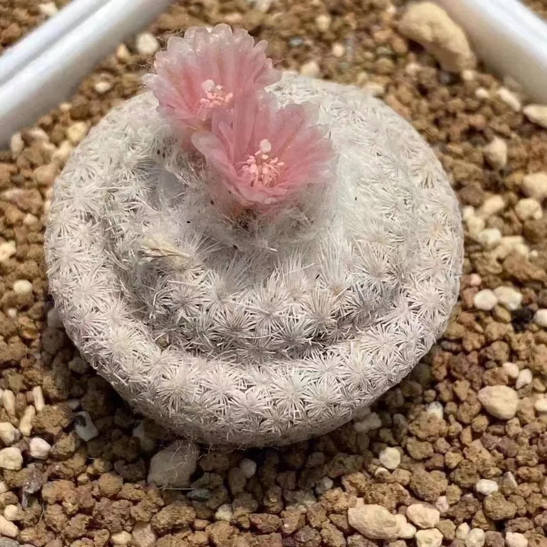 640.  Epithelantha bokei  has roots  /Cactus plants / Succulent plants/Garden landscape / Carefully select healthy plants