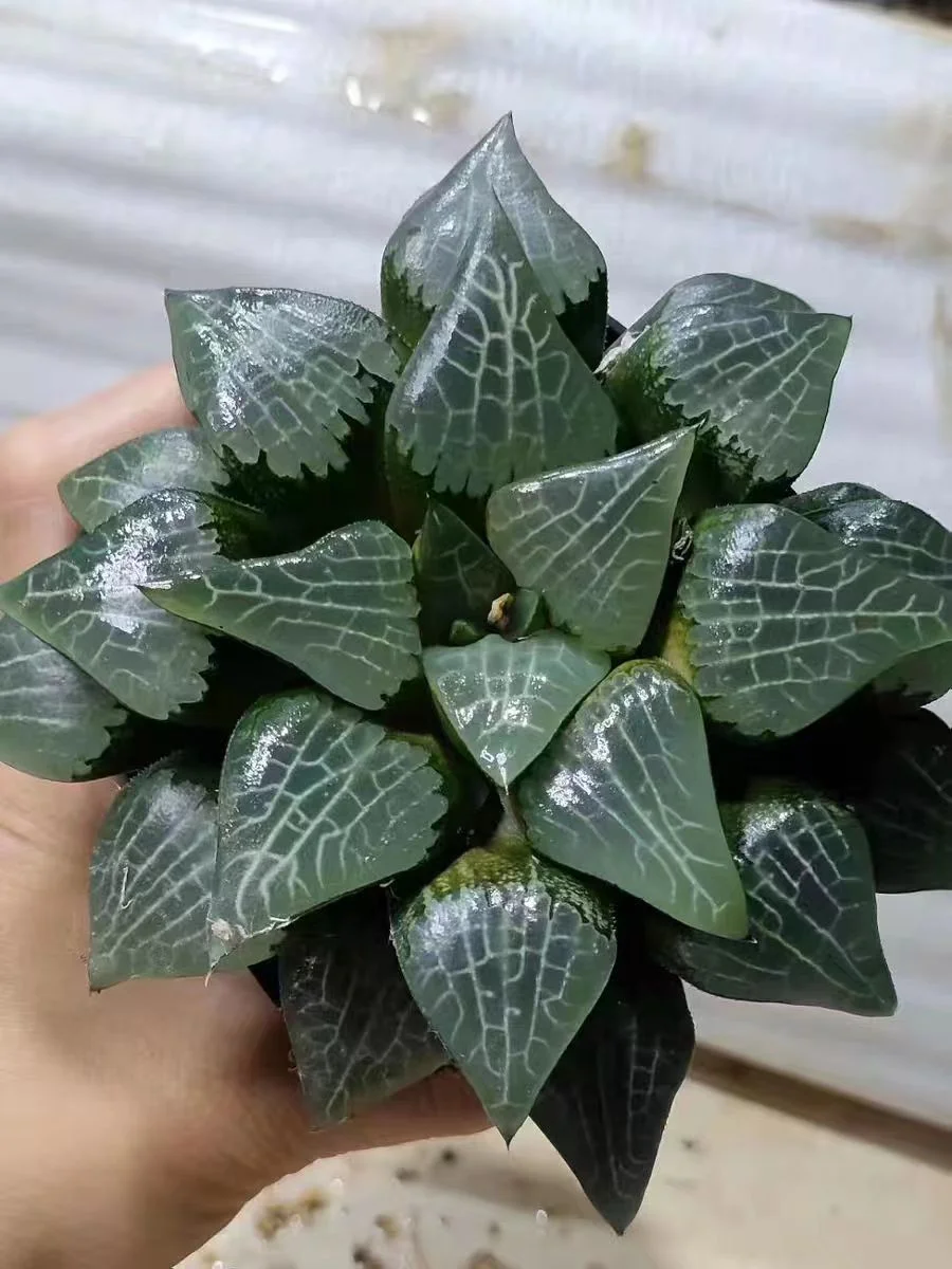 cy21.Haworthia The ice shou 6-8cm/ Haworthia/ Succulent plants / Garden landscape / Carefully select healthy plants