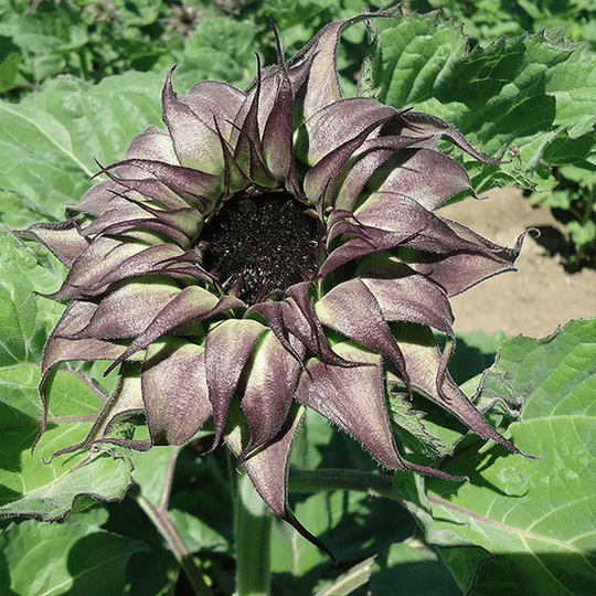 Unique Purple Sunflower Seeds 50Pcs Jonyparkseed®
