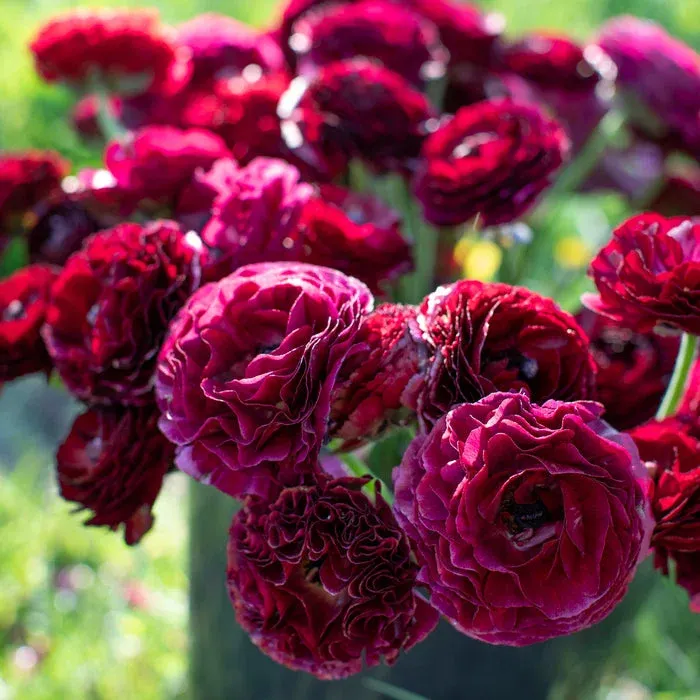 Multicolor Ranunculus Seeds